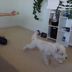 Waffles playing fetch inside the house with a tennis ball.