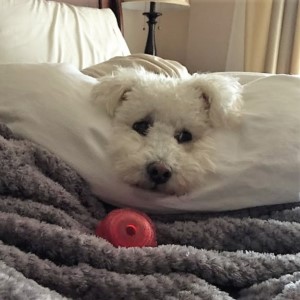 Maltipoo with KONG Squeezz Dog.