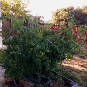 Home garden, with a tomato plant.