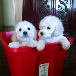 Maltipoo (Maltese and Poodle Mix) Puppies!