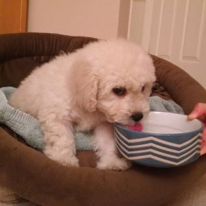 Our Maltese Poodle (Maltipoo) Puppy!