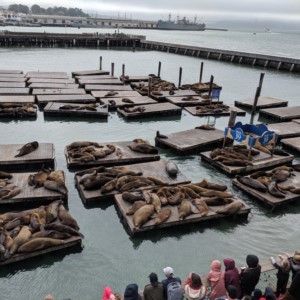 The sea lions at Pier 39 K-dock in San Francisco.