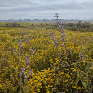 Wildflower super bloom in Carizzo Plain National Monument.